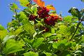Flowers Fruts Vegetable